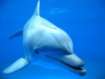sonar dolphins